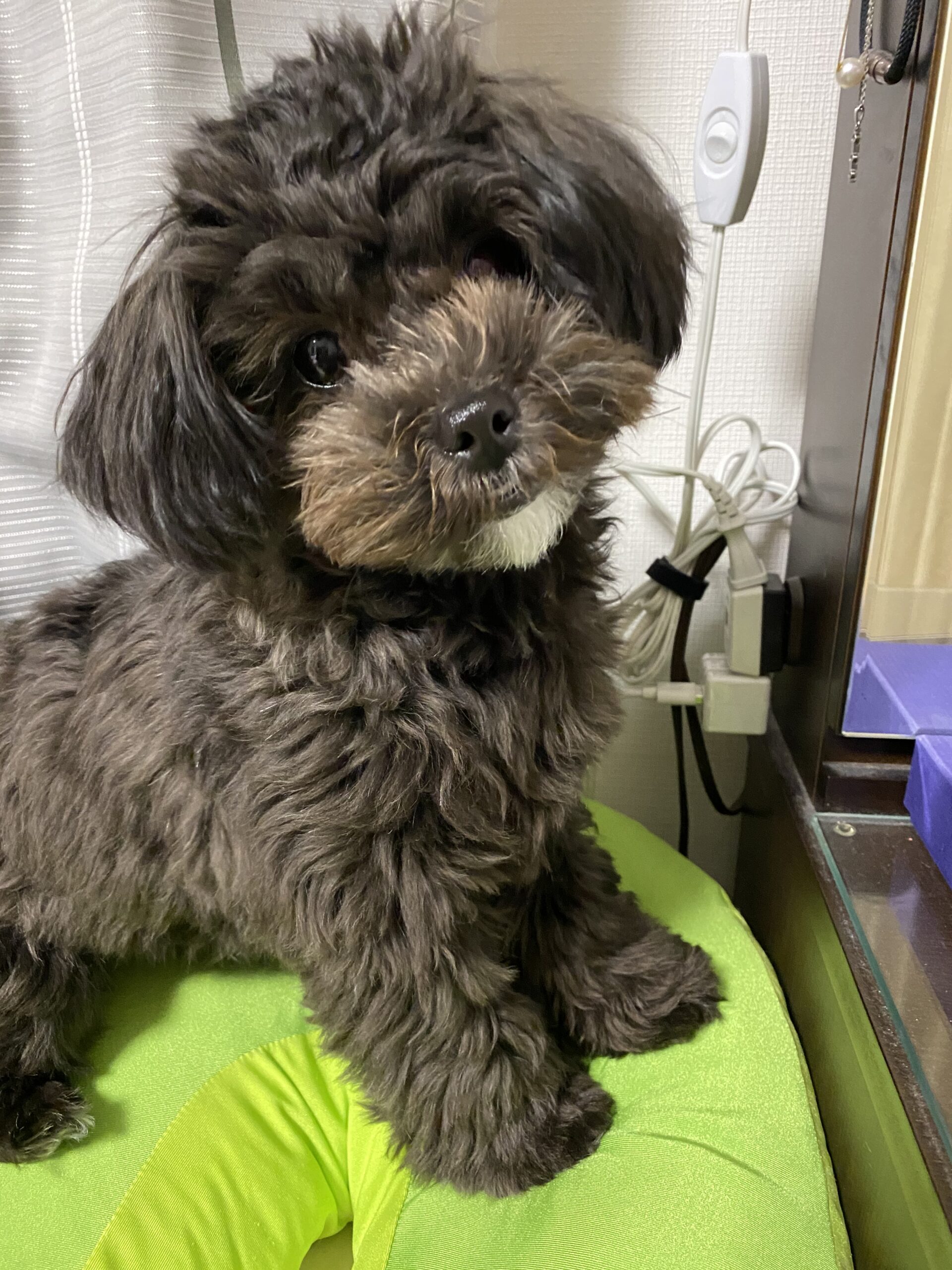 むぎたんガブ～