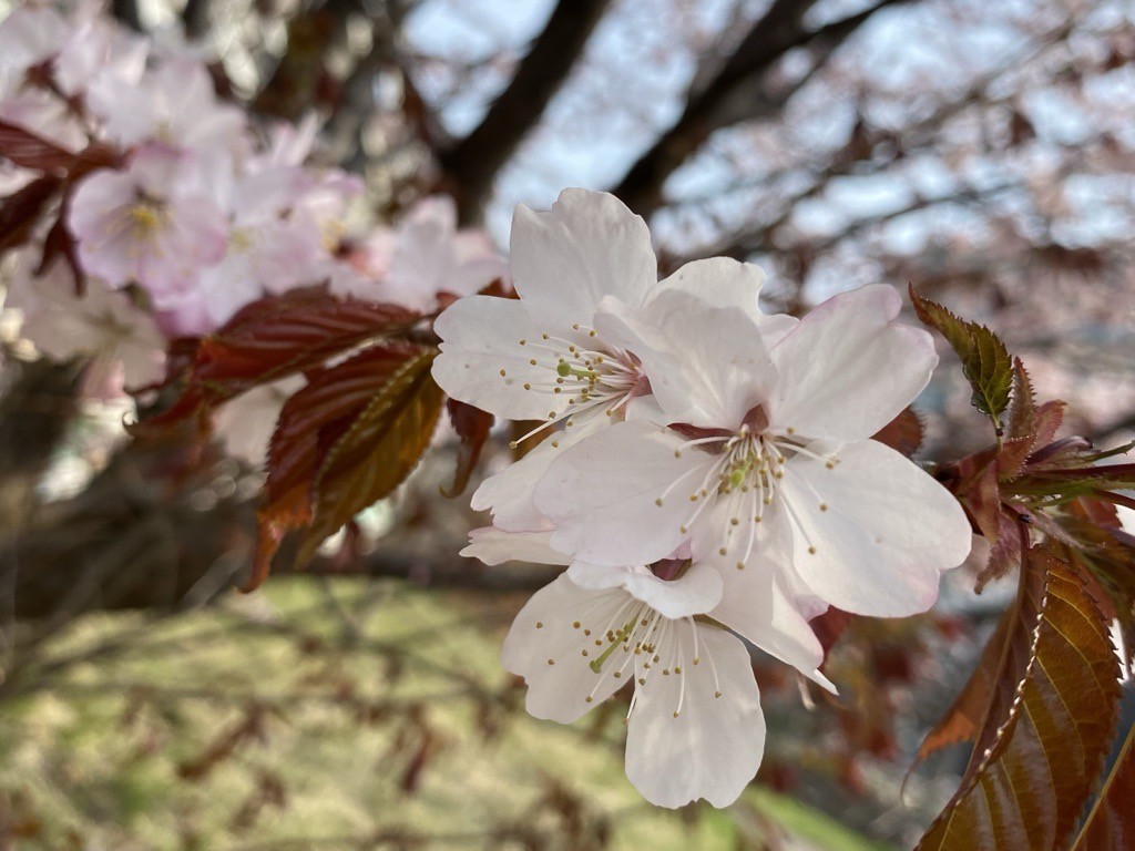 新生活シーズンを前に、資格のお話