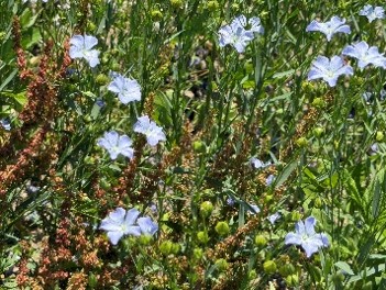 7月4日発「レストランテルツィーナ　堀川シェフが腕を振るう絶品ランチと士別・剣淵亜麻の花　特別見学」の添乗と実際に見て感じたこと
